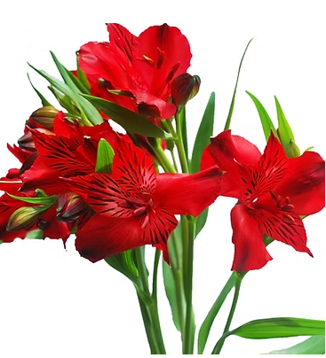 Producto Colombiano de Ejemplo - imagen 2