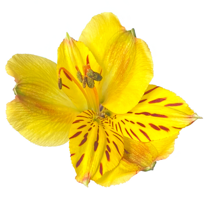 Producto Colombiano de Ejemplo