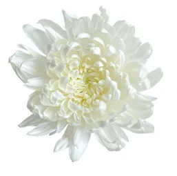 Otras Flores - imagen 2