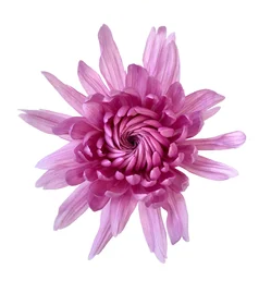 Otras Flores
